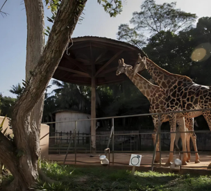 Zoo São paulo